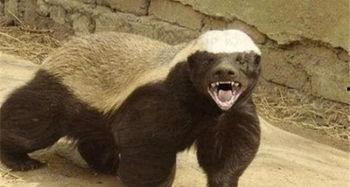 高尔夫平头哥最新爆料,揭秘高尔夫界神秘力量背后的真相  第1张